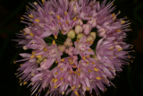 Allium cernuum RCP9-06 026.jpg